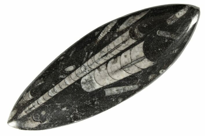 Polished Fossil Orthoceras (Cephalopod) - Morocco #182107